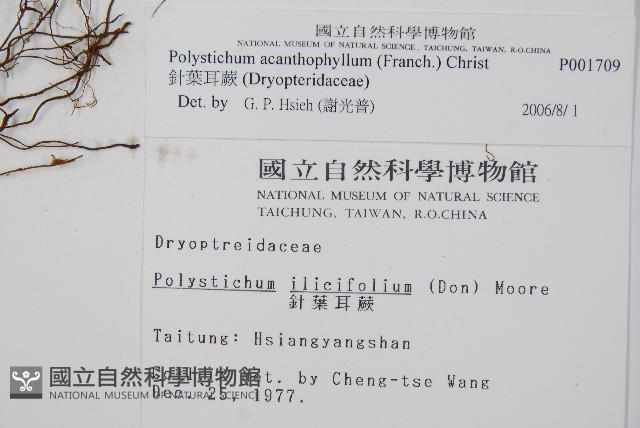 針葉耳蕨藏品圖，第2張