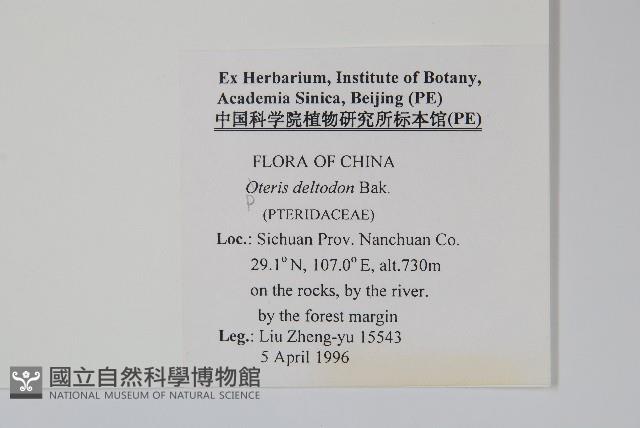 岩鳳尾蕨藏品圖，第2張