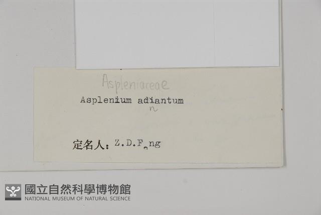 有翅鐵角蕨藏品圖，第2張