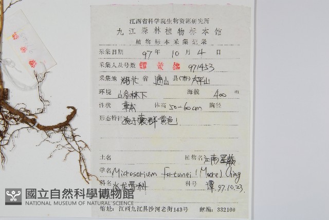 大星蕨藏品圖，第2張