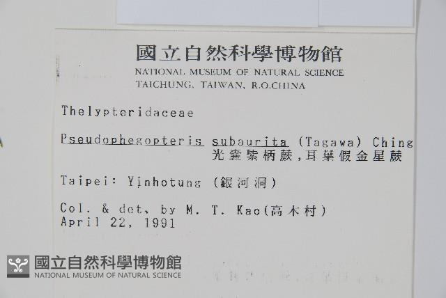 光囊紫柄蕨藏品圖，第2張