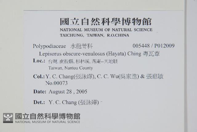 骨牌蕨藏品圖，第2張
