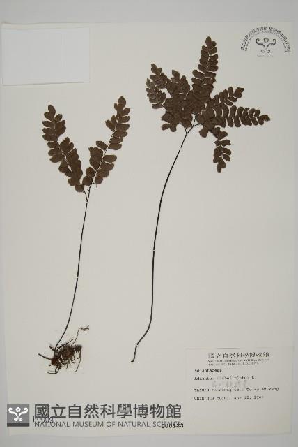 扇葉鐵線蕨藏品圖，第1張