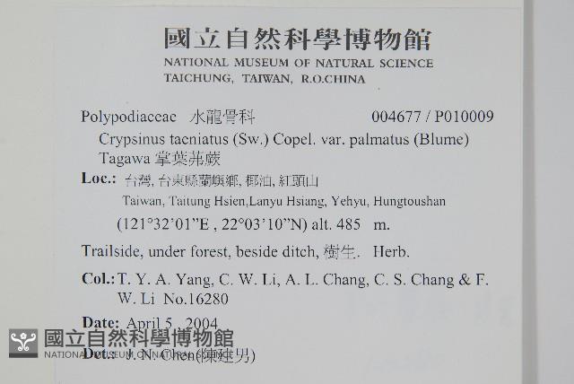 掌葉茀蕨藏品圖，第2張