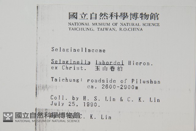 玉山卷柏藏品圖，第2張