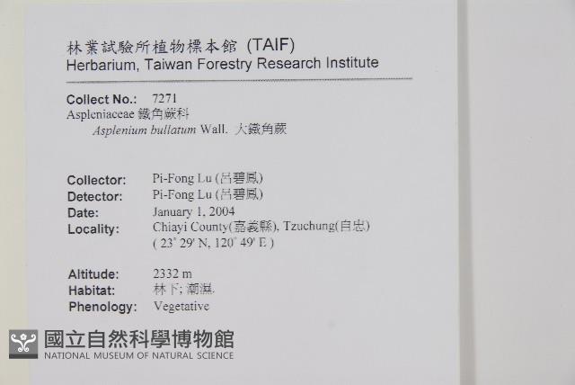 大鐵角蕨藏品圖，第2張