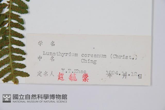 大理峨眉蕨藏品圖，第5張