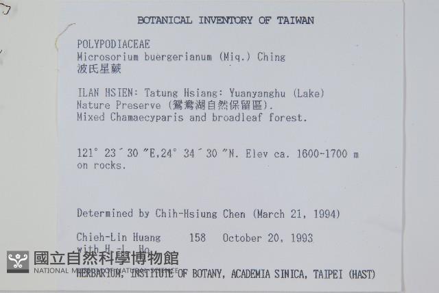 波氏星蕨藏品圖，第1張