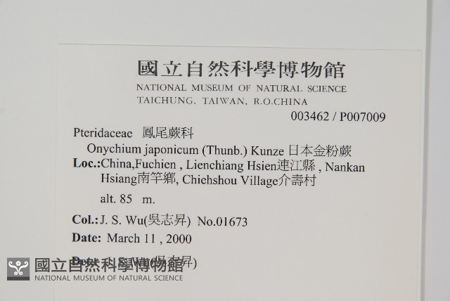 日本金粉蕨藏品圖，第2張