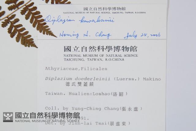 川上氏雙蓋蕨藏品圖，第2張