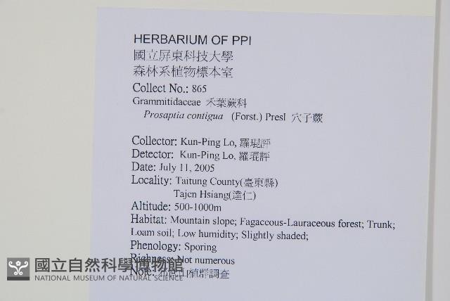 穴子蕨藏品圖，第2張