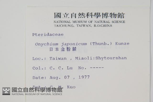 日本金粉蕨藏品圖，第2張