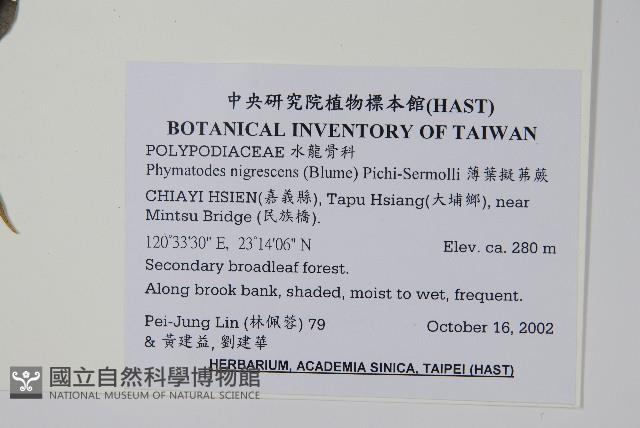 薄葉擬茀蕨藏品圖，第2張