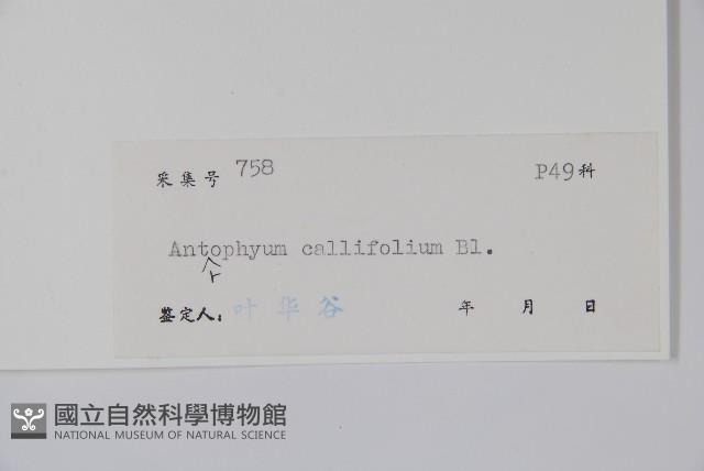 水芋葉車前、美葉車前蕨藏品圖，第2張