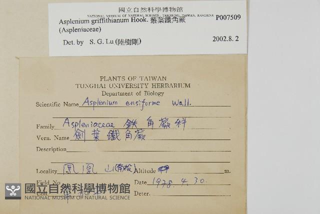 叢葉鐵角蕨藏品圖，第1張