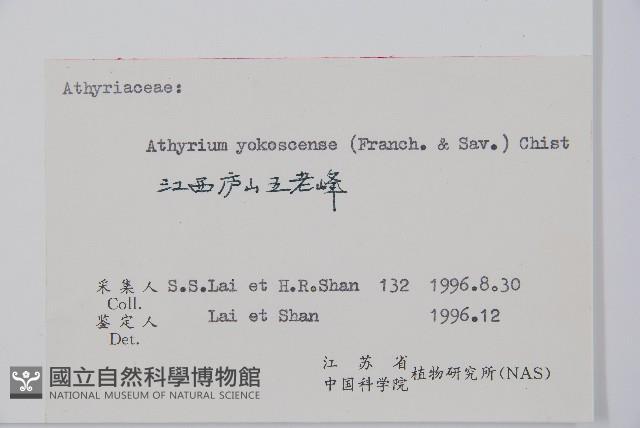 禾稈蹄蓋蕨藏品圖，第5張