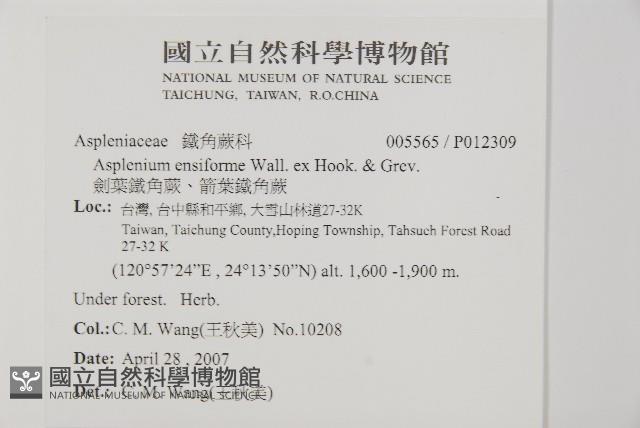 劍葉鐵角蕨、箭葉鐵角蕨藏品圖，第2張