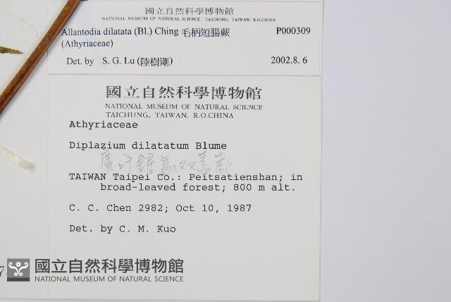 毛柄短腸蕨藏品圖，第5張