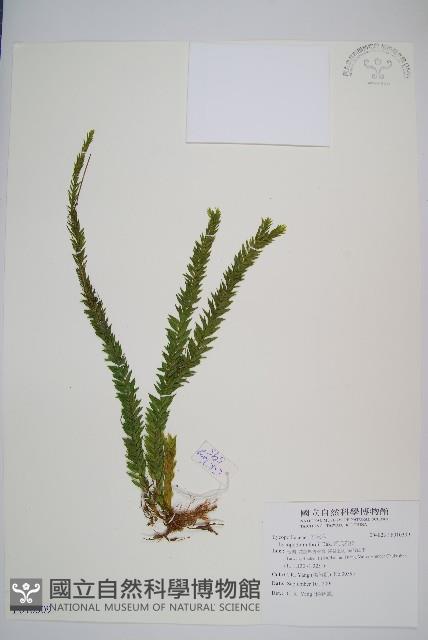 福氏石松藏品圖，第1張