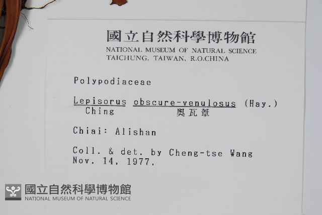 麟瓦葦、川上氏瓦葦藏品圖，第2張