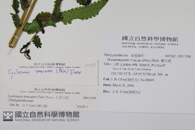 大葉毛蕨藏品圖，第2張