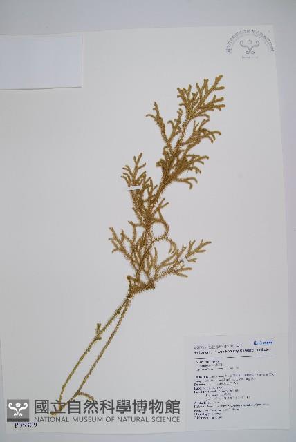 過山龍藏品圖，第1張