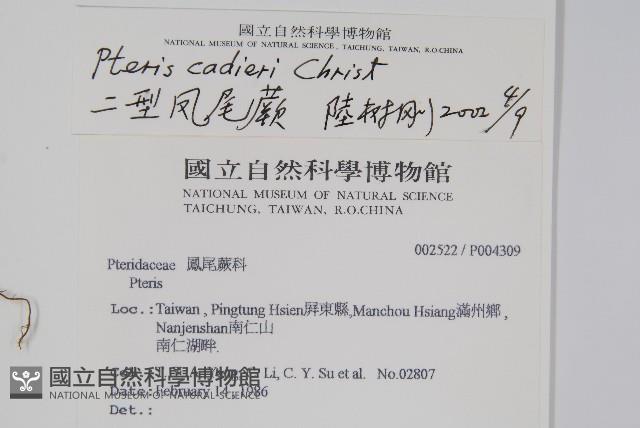 二形鳳尾蕨藏品圖，第2張