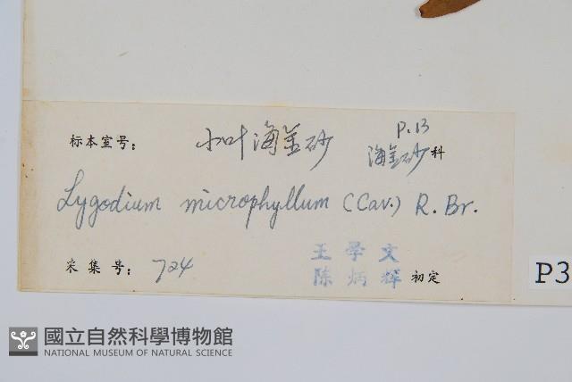 小葉海金沙藏品圖，第2張