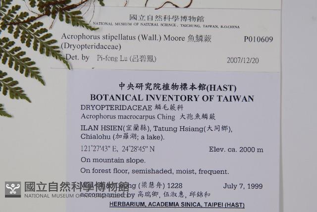 魚鱗蕨藏品圖，第2張