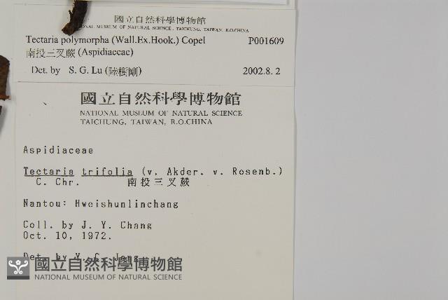南投三叉蕨藏品圖，第2張