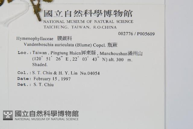 瓶蕨藏品圖，第2張