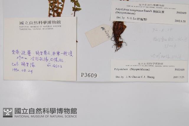 寶興耳蕨藏品圖，第2張