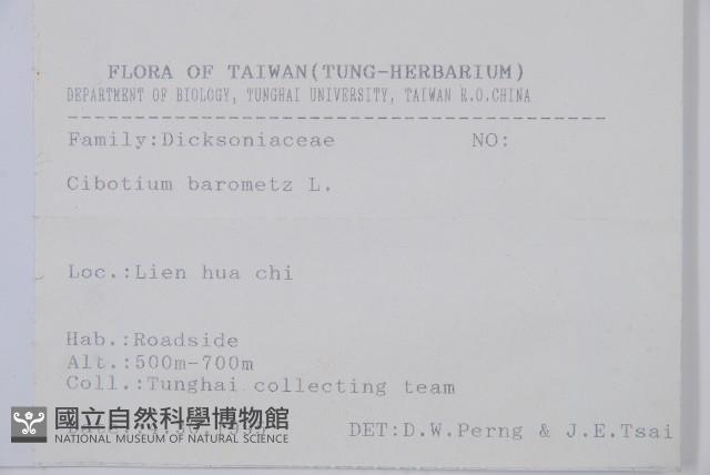 金狗毛蕨藏品圖，第2張