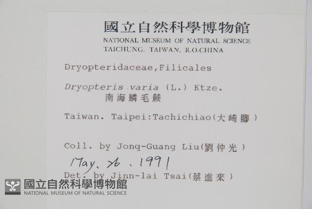 南海鱗毛蕨藏品圖，第2張