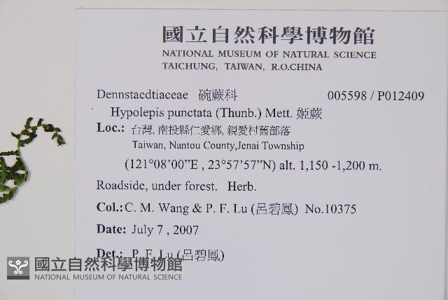 姬蕨藏品圖，第2張