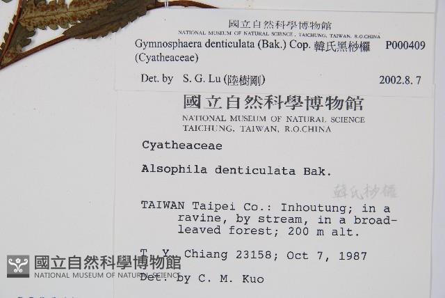 韓氏黑桫欏藏品圖，第2張