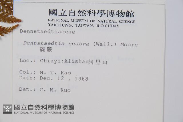 碗蕨藏品圖，第2張