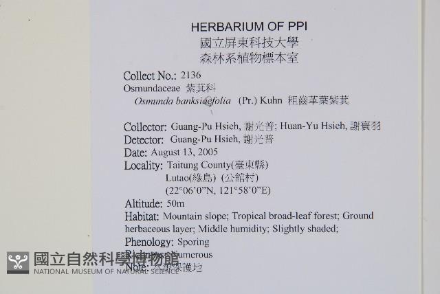 粗齒革葉紫萁藏品圖，第2張