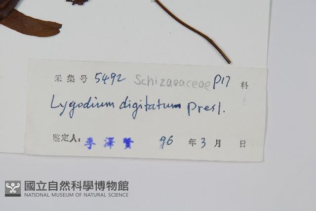 掌葉海金沙藏品圖，第2張