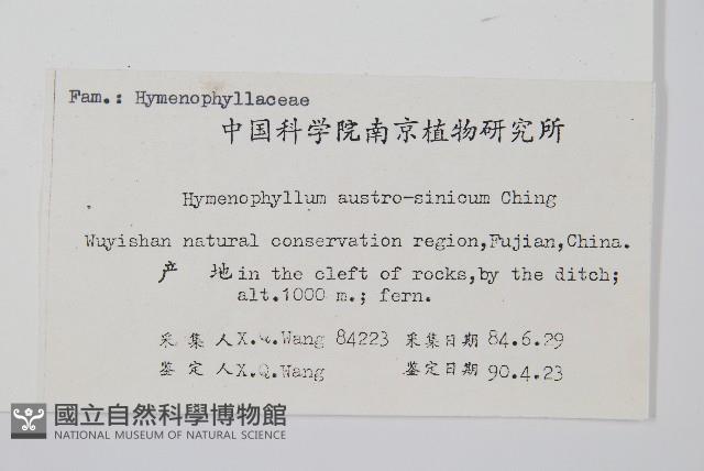 華南膜蕨藏品圖，第2張