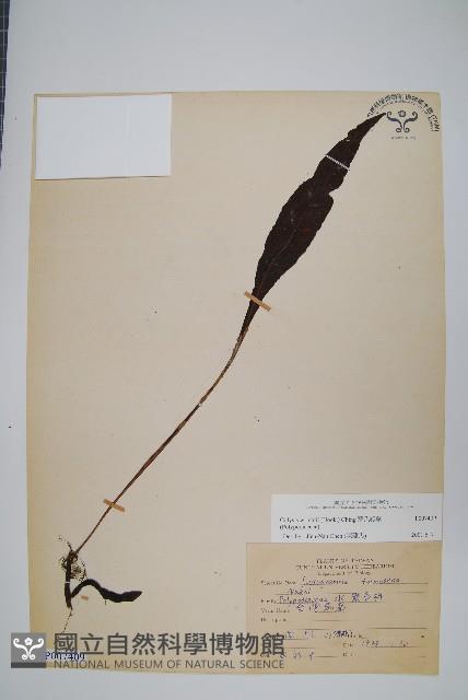 萊氏線蕨藏品圖，第1張