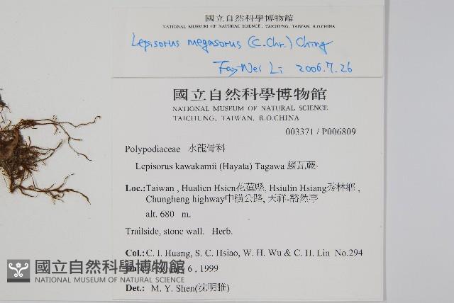 鱗瓦葦、長柄瓦葦藏品圖，第2張