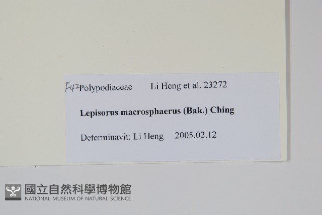 大瓦葦藏品圖，第2張