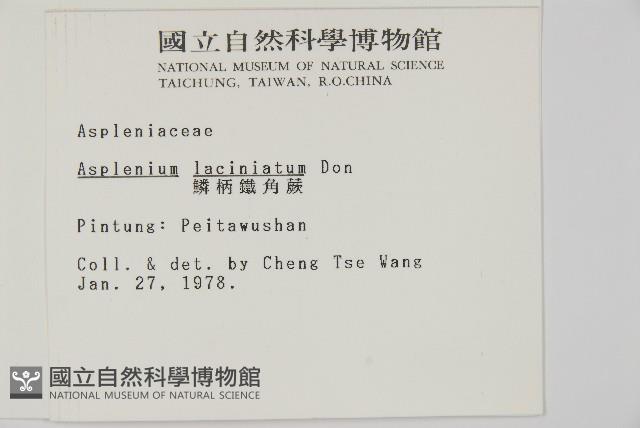 鱗柄鐵角蕨藏品圖，第2張