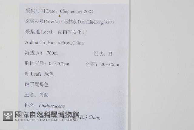烏蕨藏品圖，第2張