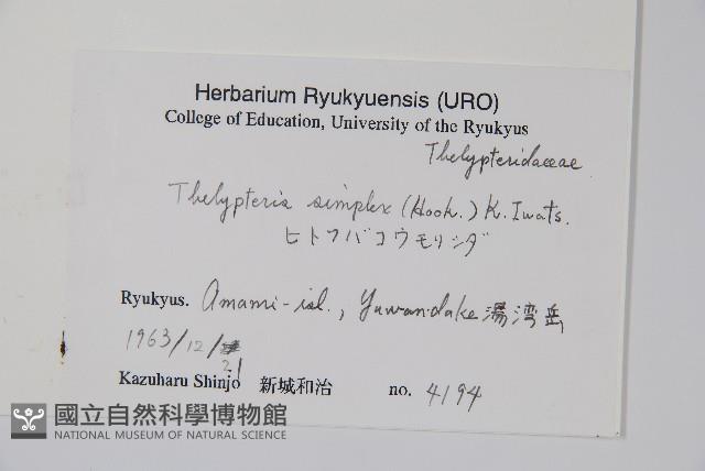 單葉新月蕨藏品圖，第2張