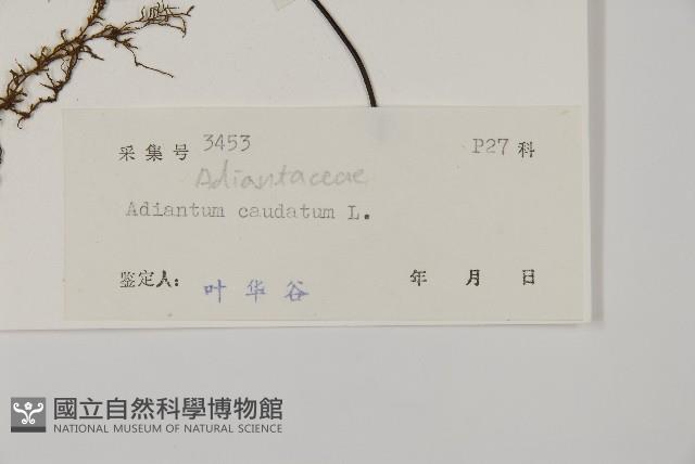 鞭葉鐵線蕨藏品圖，第2張