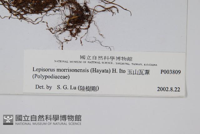 玉山瓦葦藏品圖，第2張