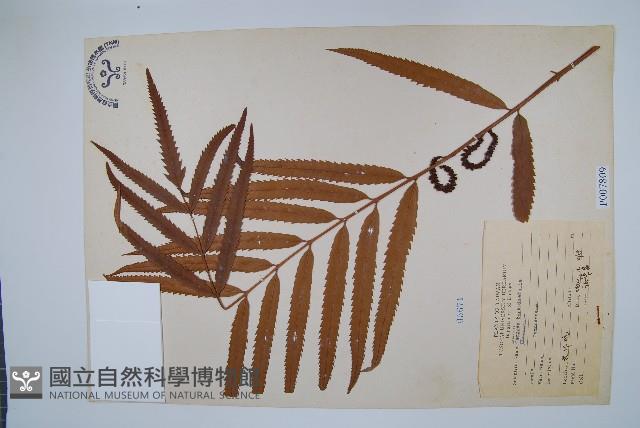 粗齒革葉紫萁藏品圖，第1張