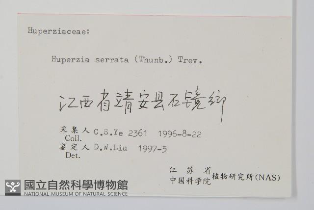 蛇足石杉、千層塔藏品圖，第2張